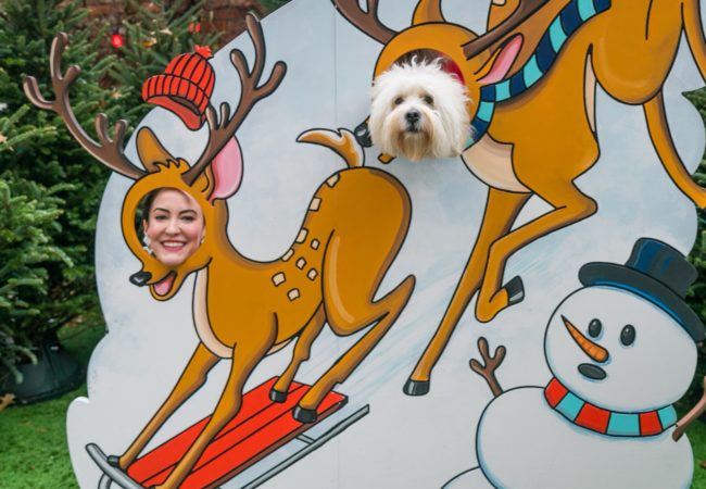 10th Dog of Christmas – @CodyCuddleBug